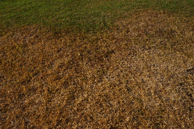 Why Your Bozeman Lawn Went Brown in August Even Though You Watered It