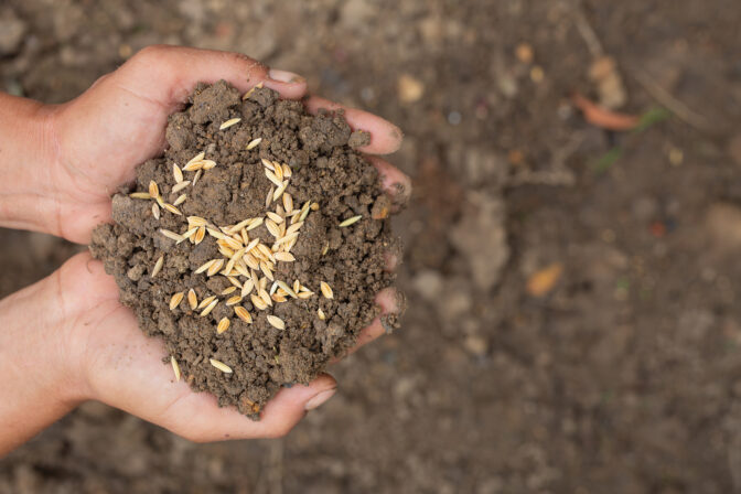 When to Seed a Lawn in Bozeman: The Fall Window