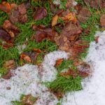 Fall lawn care in Bozeman MT before the first hard freeze