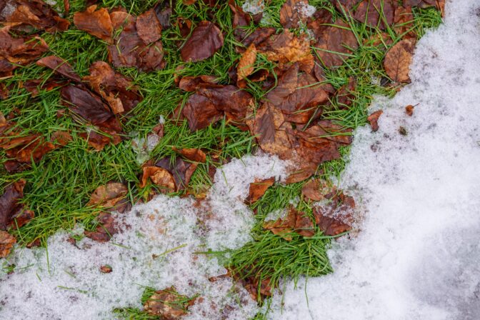 Fall Lawn Care in Bozeman: What to Do Before Sunday’s Freeze